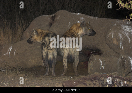 Zwei Tüpfelhyänen aus dem Kadaver eines Elefanten füttern Stockfoto