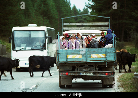 Frauen auf einem LKW, der durch eine Herde Kühe, Bulgarien beendet wurde Stockfoto