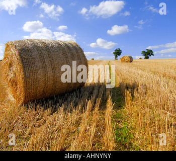 In einem kürzlich geernteten Feld mit blauem Himmel und weißen Wolken treiben von Heuballen Stockfoto