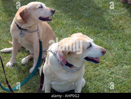 Zwei Golden Retriever-Hunde sitzen auf grünem Gras im Sonnenlicht. Der eine trägt eine grüne Leine und einen Metallkragen, der andere einen rosafarbenen Kragen mit einer Kette. Stockfoto