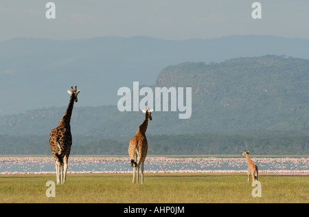 Drei 3 s Rothschild Giraffe in der Nähe der Ufer des Lake Nakuru Lake Nakuru Nationalpark Kenia in Ostafrika Stockfoto