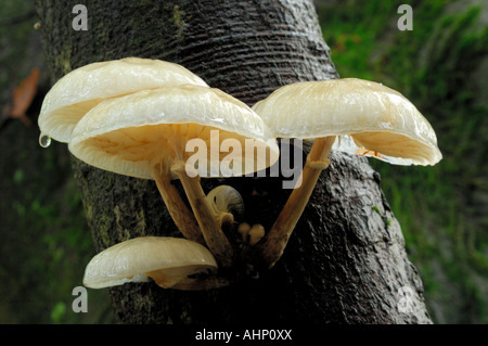 Schleimige Buche Cap Pilze Oudemansiella Mucida oder Porzellan Pilze wachsen auf einem Baumstamm Stockfoto