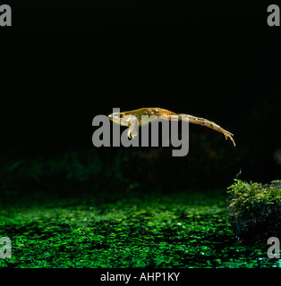 Gemeinsamen Frosch Rana Temporaria springen im Teich, Gefahr zu entkommen Stockfoto