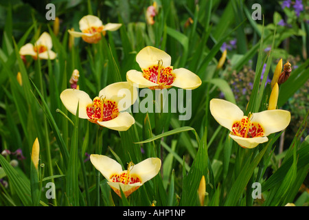 Tigridia pavonia Stockfoto