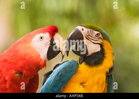 Zwei Aras mit Schnäbeln berühren Stockfoto