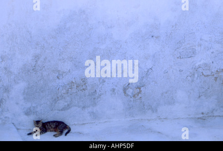 in einem Entspannungsraum auf Thira Santorini Griechenland Anzahl 1954 schlafende Katze Stockfoto