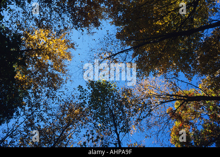 Fall foliage in New England Connecticut United States looking up at trees and blue sky Stockfoto