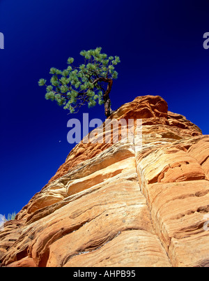 Ponderosa-Kiefer in bunten Felsformation mit Mond Zion Nationalpark, Utah Stockfoto