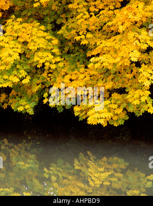 Big Leaf Maple Acer Macrophyllum bei Renaturierung im Herbst Farbe Cottage Grove, Oregon Stockfoto