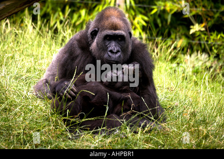 Eine Reihe von Fotografien, die in Jersey, der Kanalinseln UK United Kingdom GB Great Britain Stockfoto