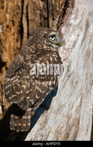 Steinkauz Athene Noctua Jungvogel im hohlen Baum suchen Warnung mit großen Auge Northamptonshire Stockfoto