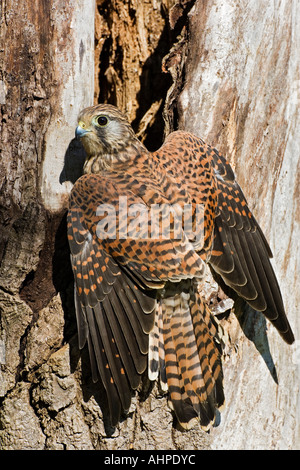 Turmfalken Falco Tinnunculus am Nest Loch suchen alert zeigt Markierungen und Detail Northamptonshire Stockfoto