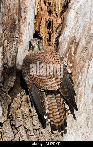 Turmfalken Falco Tinnunculus am Nest Loch suchen alert zeigt Markierungen und Detail Northamptonshire Stockfoto