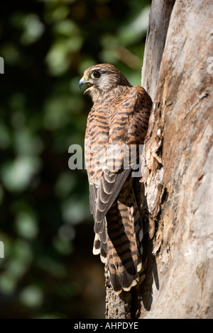 Turmfalken Falco Tinnunculus am Nest Loch suchen alert zeigt Markierungen und Detail Northamptonshire Stockfoto