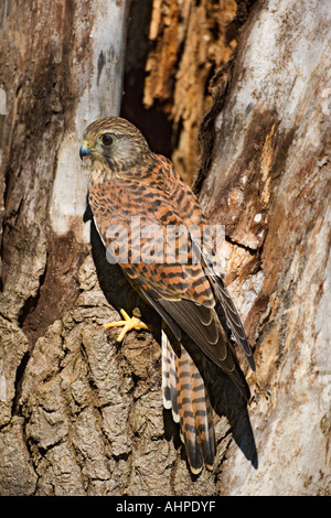 Turmfalken Falco Tinnunculus am Nest Loch suchen alert zeigt Markierungen und Detail Northamptonshire Stockfoto