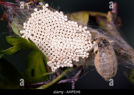 Der Vapourer Orgyia Antiqua Flügel weniger weiblich mit Ei Batch auf Weißdorn Potton Bedfordshire Stockfoto