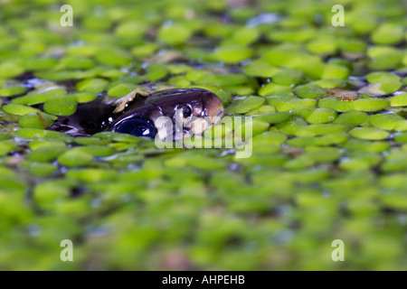 Kleine Jungen Grass Schlange Natrix Natrix Schwimmen im Gartenteich mit Kopf nur aus Wasser Potton Bedfordshire Stockfoto