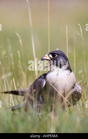 Peregrine Falco Peregrinus auf Boden mit Beute suchen Warnung mit Schnabel öffnen schön aus Fokus Hintergrund Stockfoto