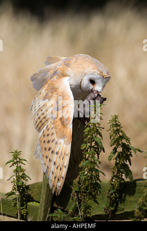 Schleiereule Tyto Alba auf Post Essen Ratte Northamptonshire Stockfoto