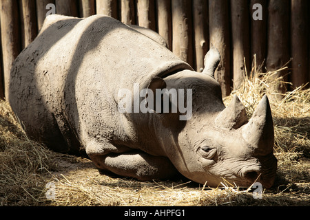 Spitzmaulnashorn in getrocknetem Schlamm und Staub ruht auf Stroh im Zoo von Chester abgedeckt Stockfoto
