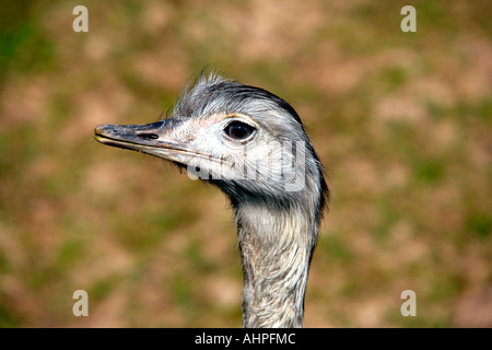 Der Leiter der ein Rhea Stockfoto