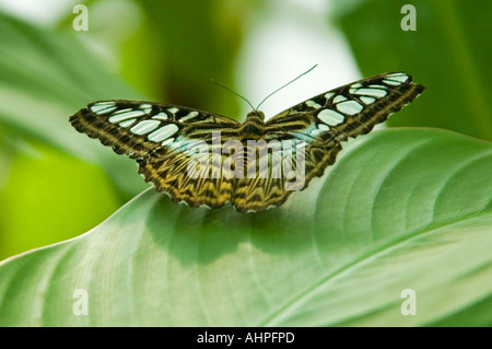 Horizontale Nahaufnahme von bläulich grüne Clipper Schmetterling "Parthenos Sylvia" ruht auf einem tropischen grünen Blatt. Stockfoto