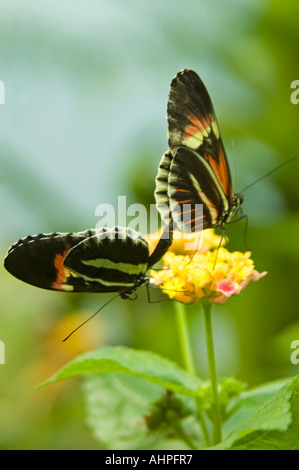 Vertikale Nahaufnahme von zwei kleinen Briefträger Longwing Schmetterlinge [Heliconius Melpomene] Paarung auf eine kleine gelbe Blume Stockfoto