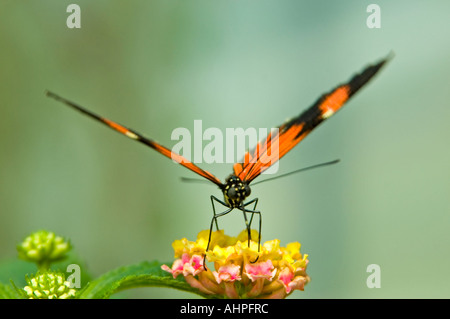 Horizontale Nahaufnahme eines kleinen Briefträger Longwing Schmetterlings [Heliconius Melpomene] ernähren sich von kleinen hell rosa und gelbe Blume Stockfoto