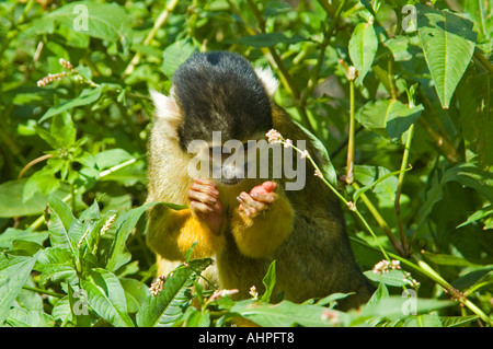 Horizontale Nahaufnahme eines schwarz-capped Totenkopfaffen [Saimiri Boliviensis] sitzenden Beeren in einem Baum zu essen. Stockfoto