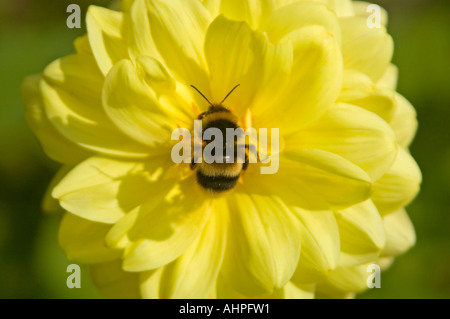 Horizontale Nahaufnahme von eine große Blase Biene "Bombus" in der Mitte eine leuchtend gelbe Dahlie sammeln Pollen in der Sonne Stockfoto