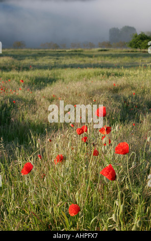 Eine kleine Ansammlung von Hellfeld rote Mohnblumen in einem Feld in Frankreich Stockfoto