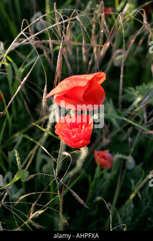 Lebhafte rote Feld Mohn natürlichen dunklen Hintergrund Stockfoto