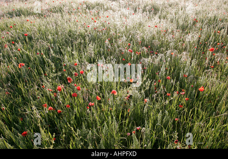 Feld Mohn in einer natürlichen Umgebung im frühen Morninf Frankreich Stockfoto