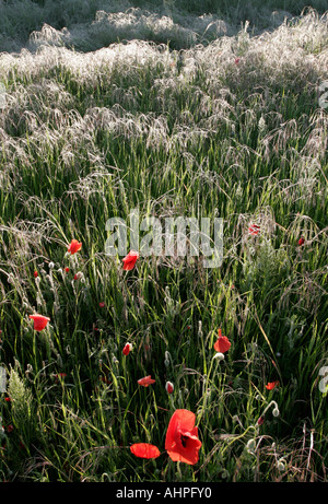 Am frühen Morgentau auf Feld Mohn in Frankreich Stockfoto