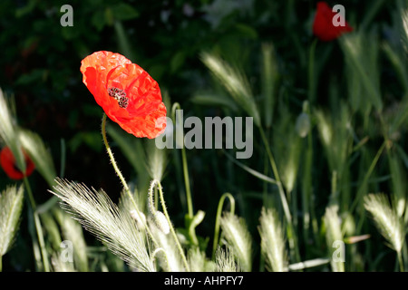 Einzelne freie Feld Mohn in Frankreich Stockfoto