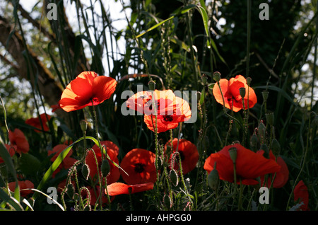 Feld Mohn in einer bewaldeten Umgebung Stockfoto