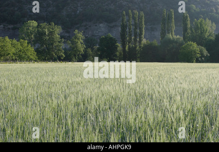 Sommergerste Stockfoto