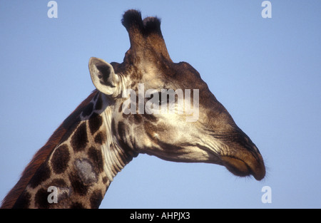 Porträt des gemeinsamen Giraffe gesehen vor einem blauen Himmel Südafrika hautnah Stockfoto