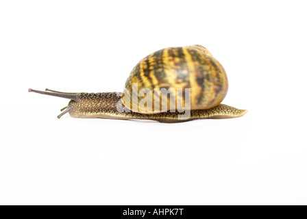 Garten-Schnecke auf weißem Hintergrund Stockfoto