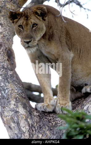 Ein Baum klettern Löwin im Ruwenzori oder Queen Elizabeth National Park Uganda Stockfoto