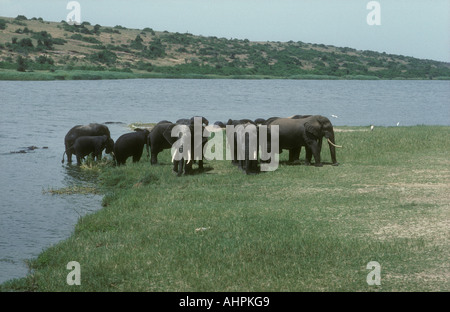 Elefant Männchen Weibchen und Kälber im Ruwenzori oder Queen Elizabeth National Park Uganda Stockfoto