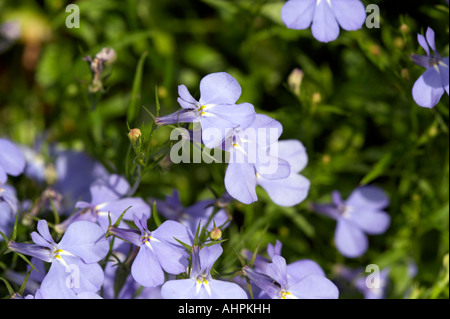 Lobelia-Blumen Stockfoto