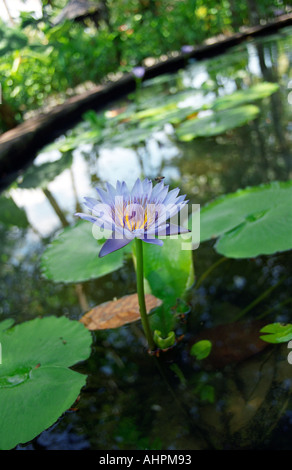einzelne lila Seerose in einem Teich in Phuket Thailand in Südostasien Stockfoto