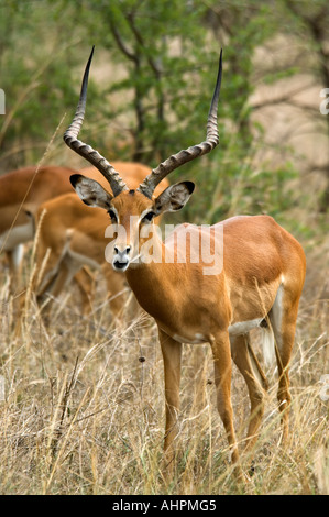 Ruanda, Akagera-Nationalpark, männlichen Impala, Aepyceros melampus Stockfoto