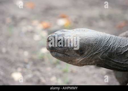 Ein Schuss in den Kopf einer Galapagos-Schildkröte. Stockfoto