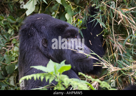 Berggorilla Gorilla Gorilla Berengei, Silberrücken, Volcanoes-Nationalpark, Ruanda Stockfoto