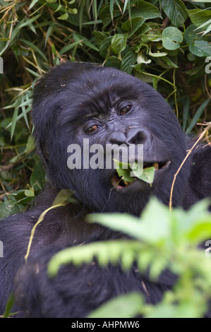 Berggorilla Gorilla Gorilla Berengei, Silberrücken, Volcanoes-Nationalpark, Ruanda Stockfoto