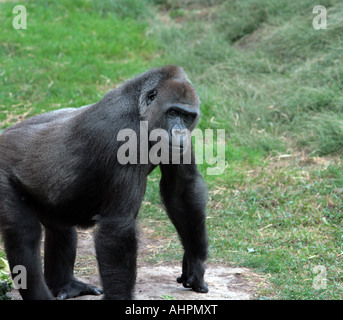 Ein Gorilla auf allen Vieren. Stockfoto