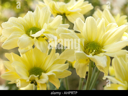 Nahaufnahme einer Reihe von hellen und freundlichen Chrysanthemen, Stockfoto