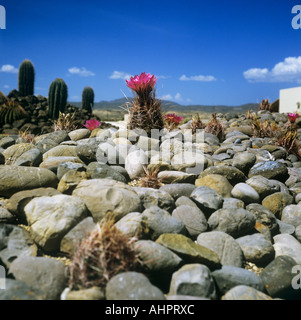 Diese Vielfalt der Igel Kaktus ist abgebildet in der Nähe der Wüste Museum am Alpine in der Big-Bend-Region von Texas, USA Stockfoto